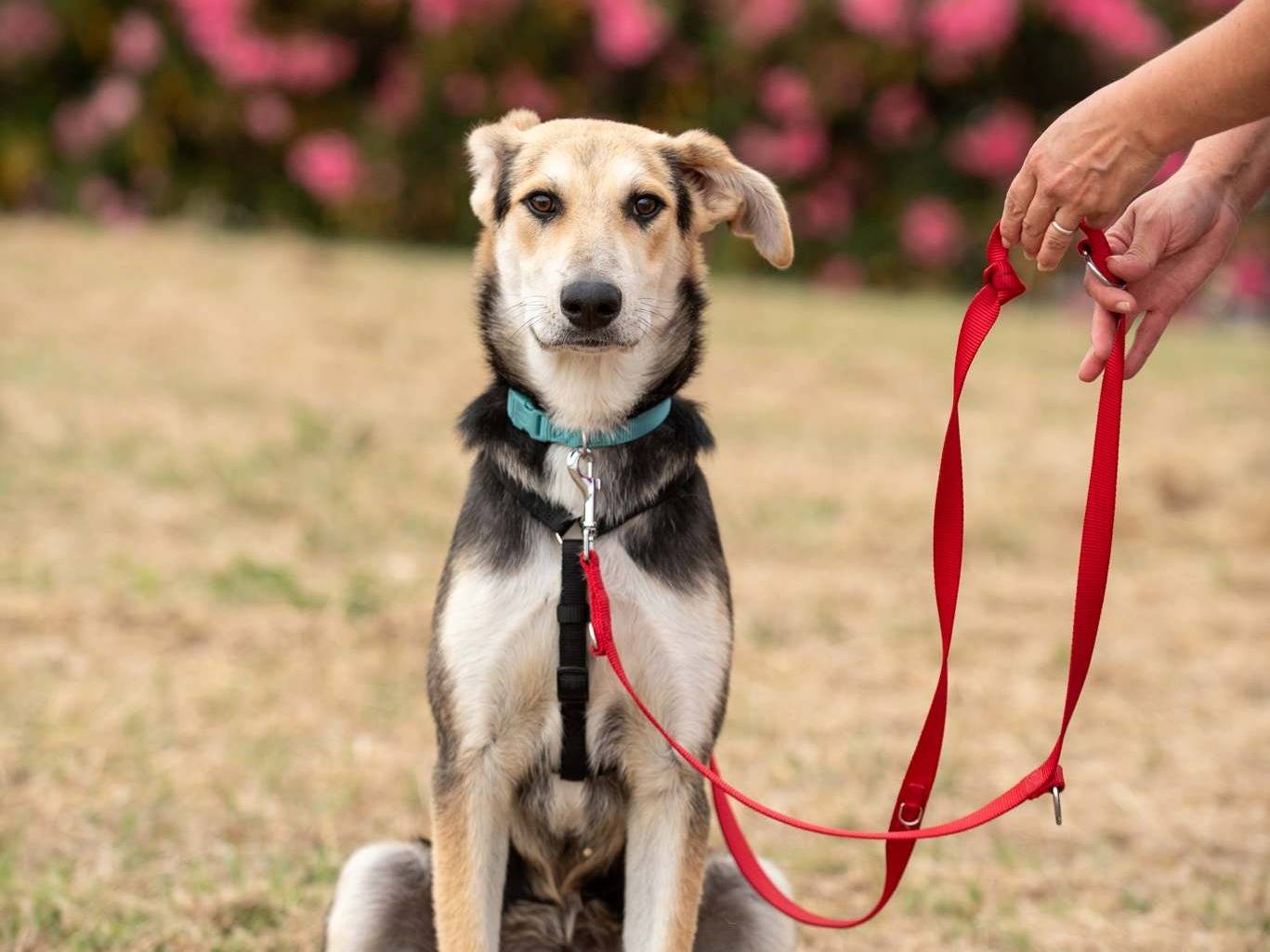 Adozione cane, maschio, Razza sconosciuta Razza sconosciuta, 6 mesi, taglia media, Bologna