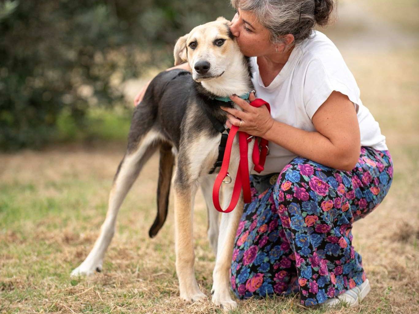 Adotta un cane, maschio, 6 mesi, Bologna