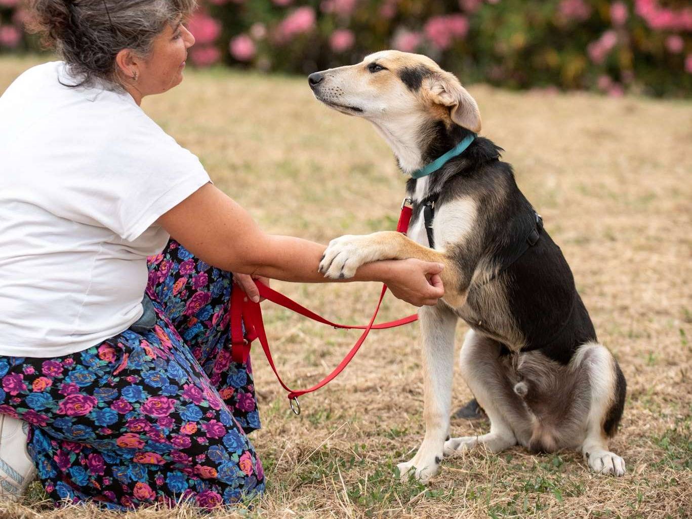 Adotta un cane, taglia media, maschio, Bologna