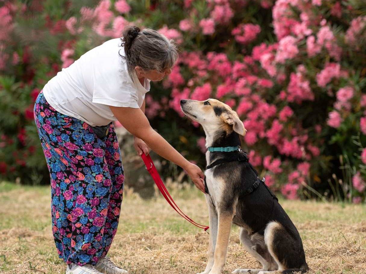 Vuoi adottare un cane a Bologna?