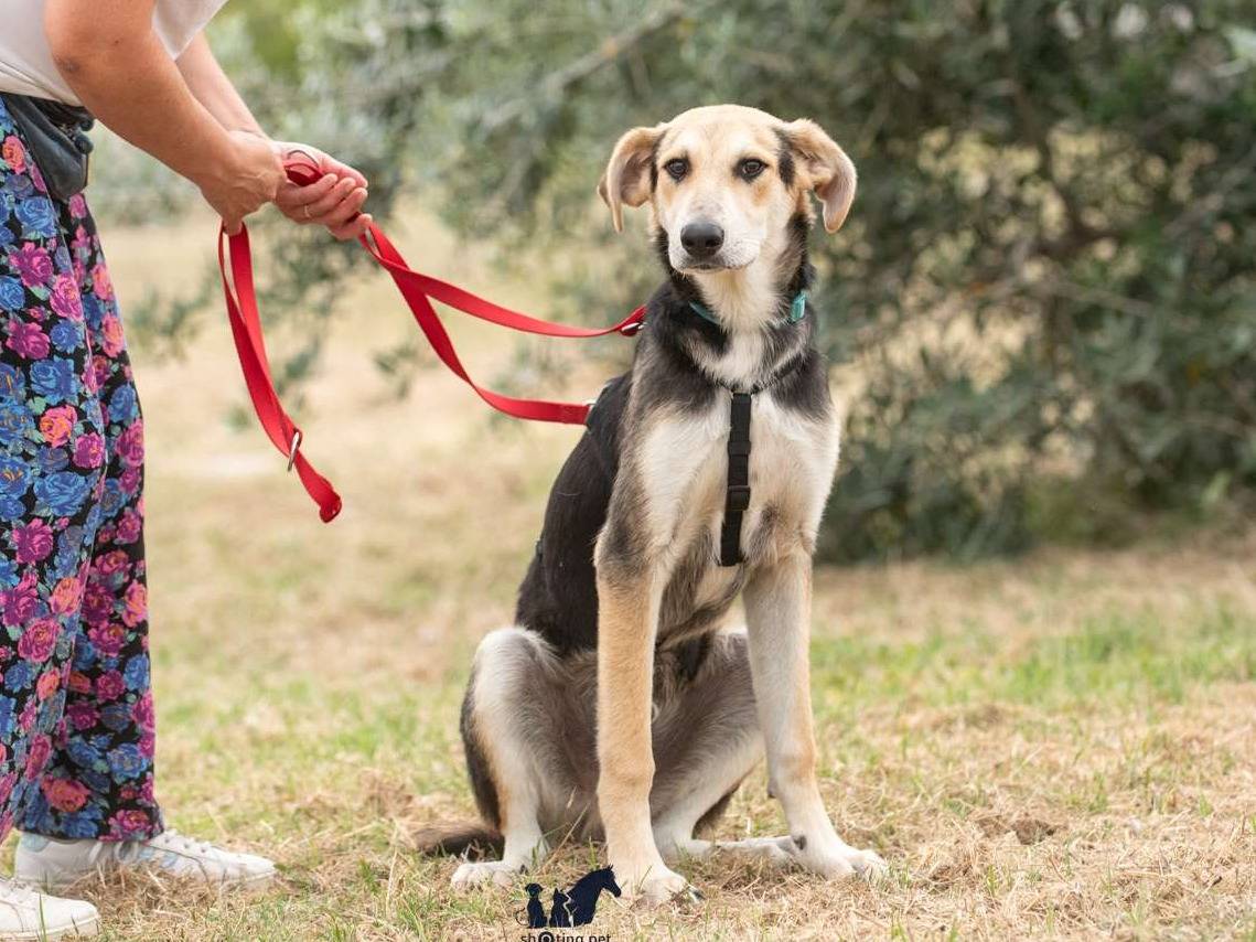 Adotta il cane Baloo a Bologna