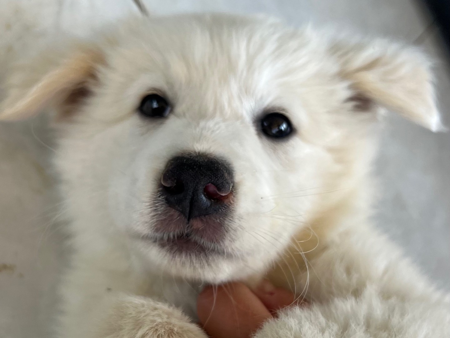 Adotta un cane, maschio, 1 mesi, Milano