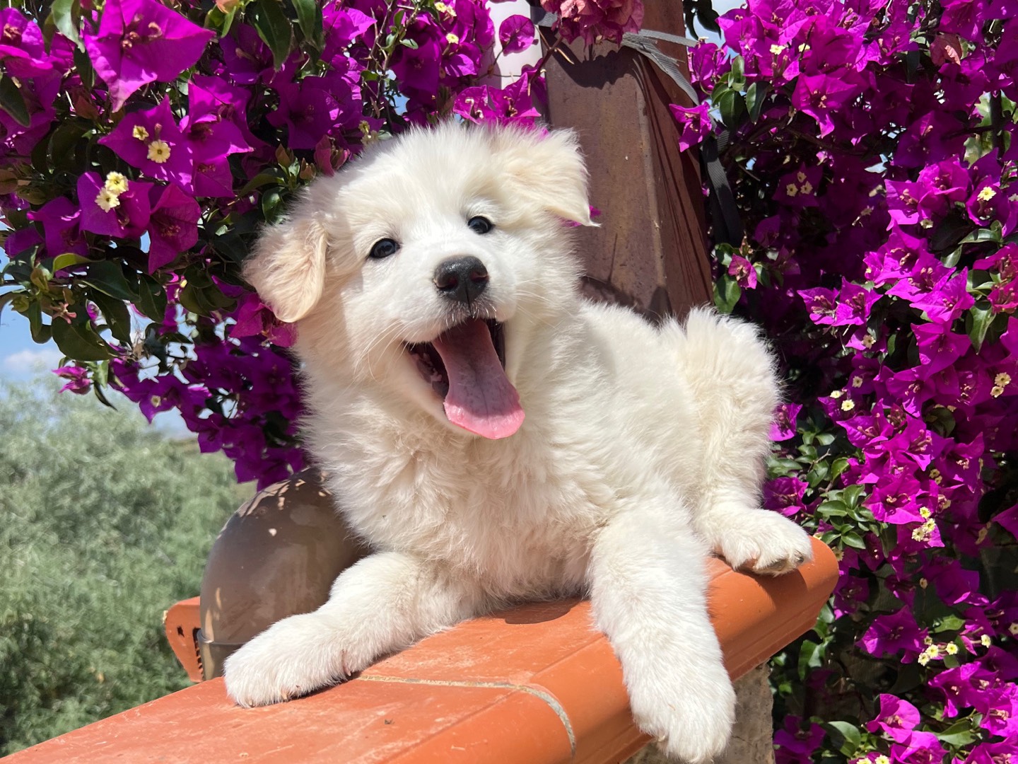 Adotta un cane, taglia media, maschio, Milano