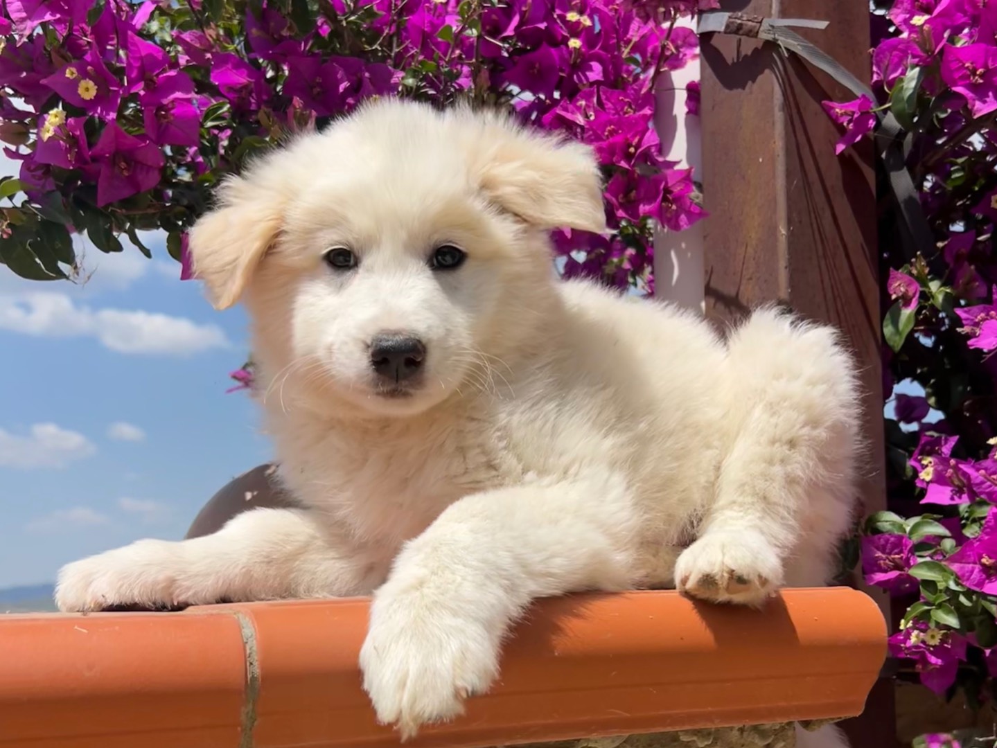Vuoi adottare un cane a Milano?