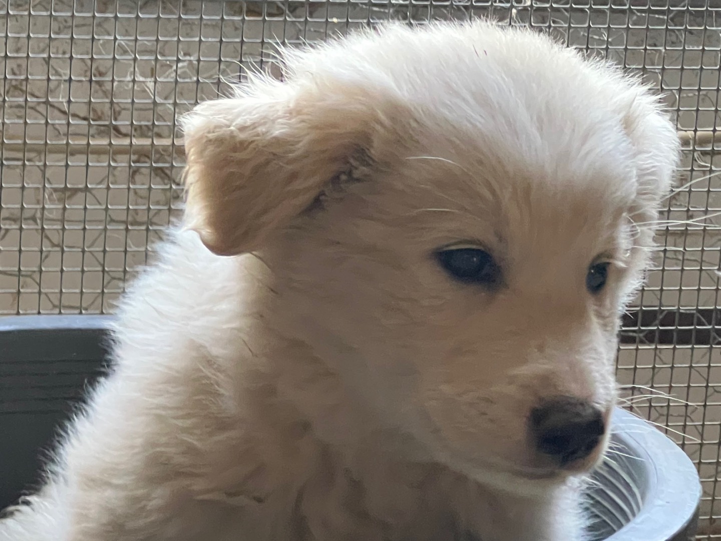 Adotta il cane ALEX a Milano