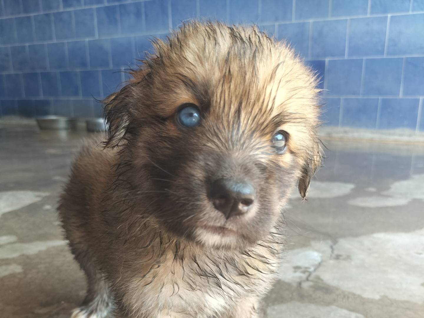 Adotta un cane, maschio, 1 mesi, Bari