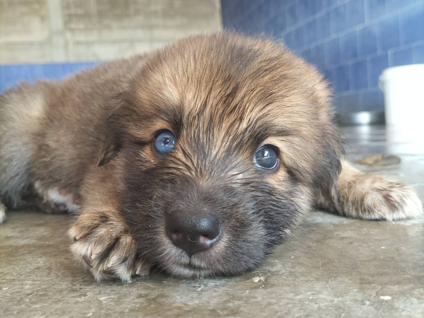 Adotta un cane, taglia media, maschio, Bari