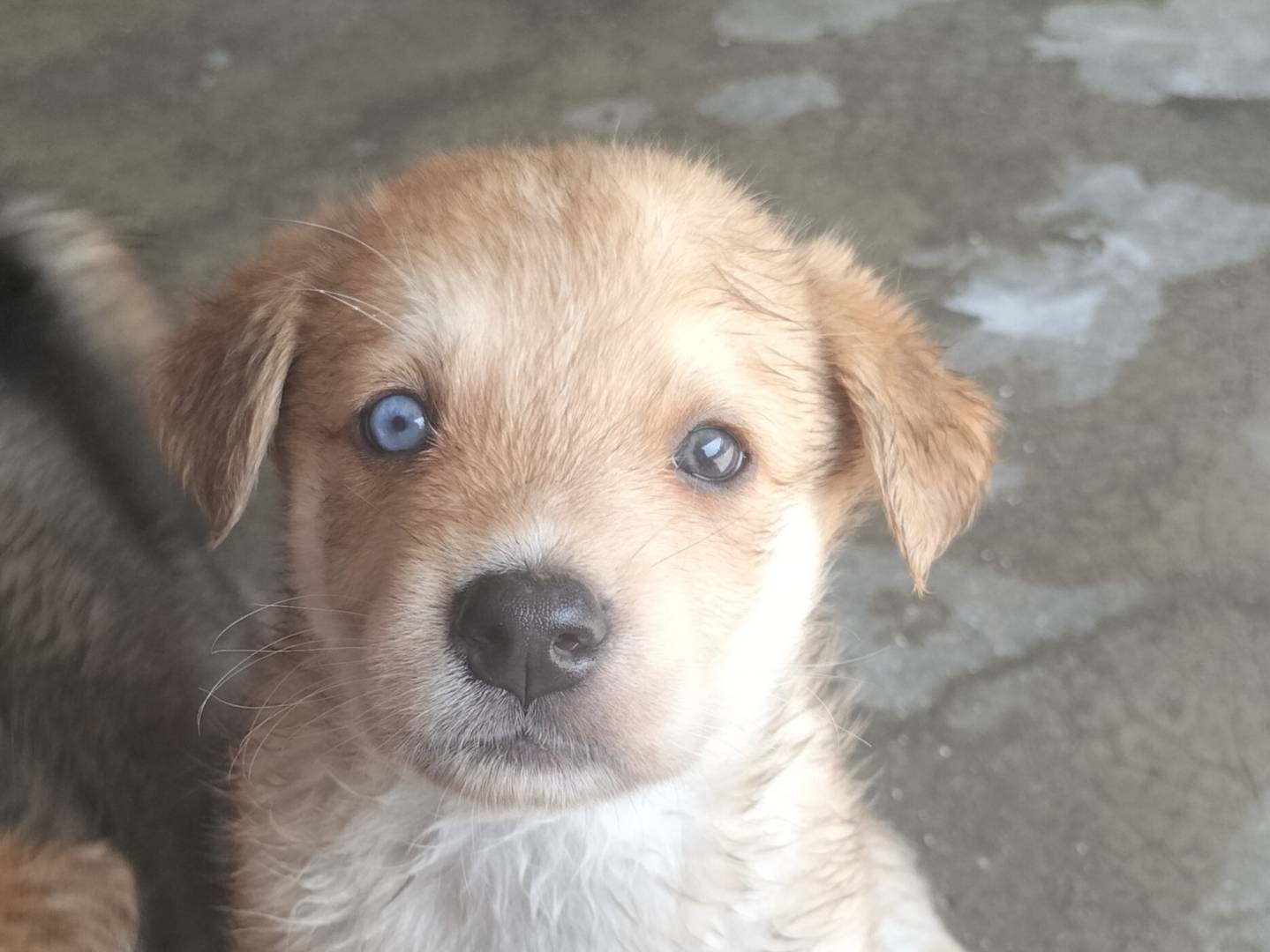 Foto dell'animale