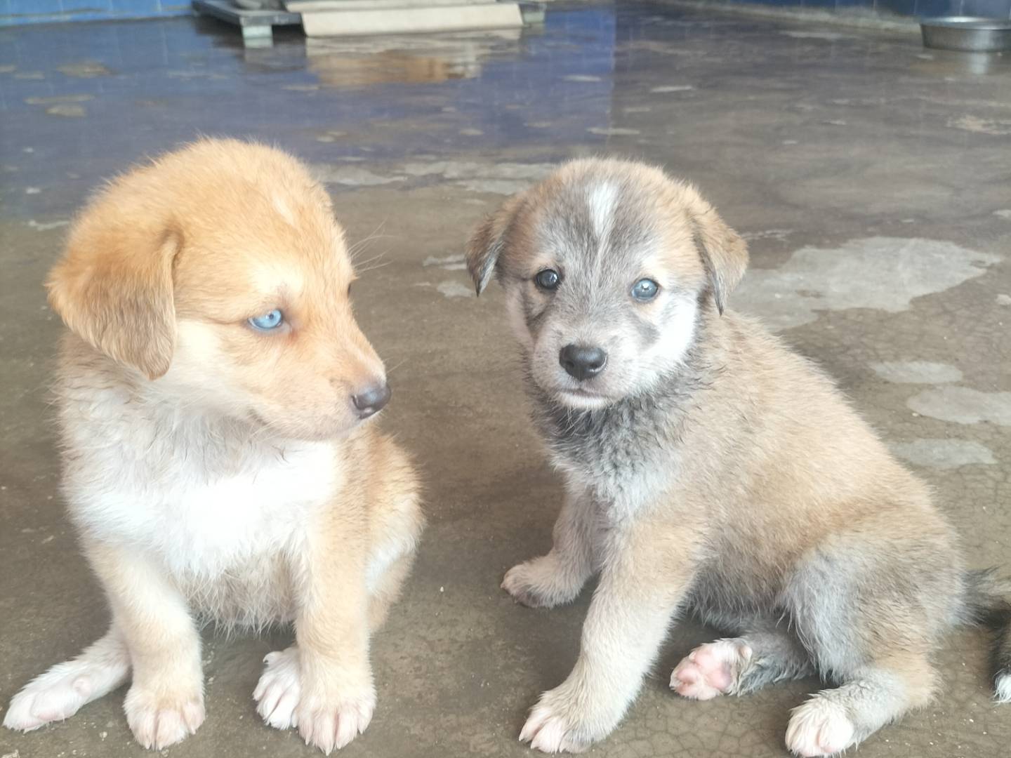 Adotta un cane, femmina, 1 mesi, Bari
