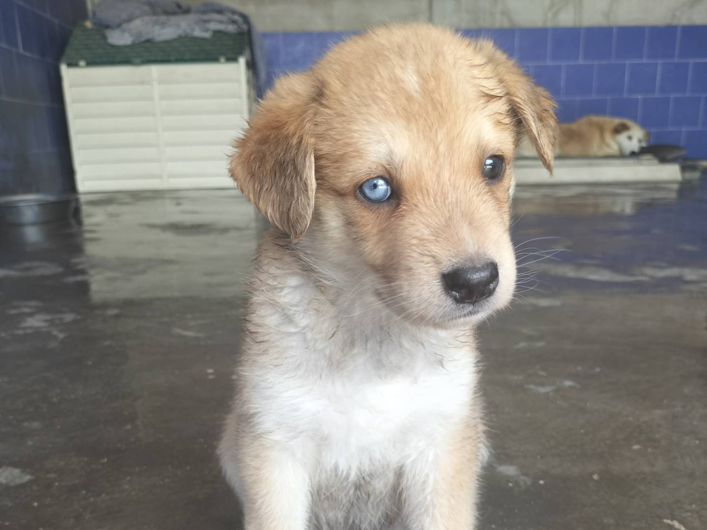 Adotta un cane, taglia media, femmina, Bari
