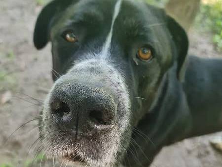 Foto dell'animale
