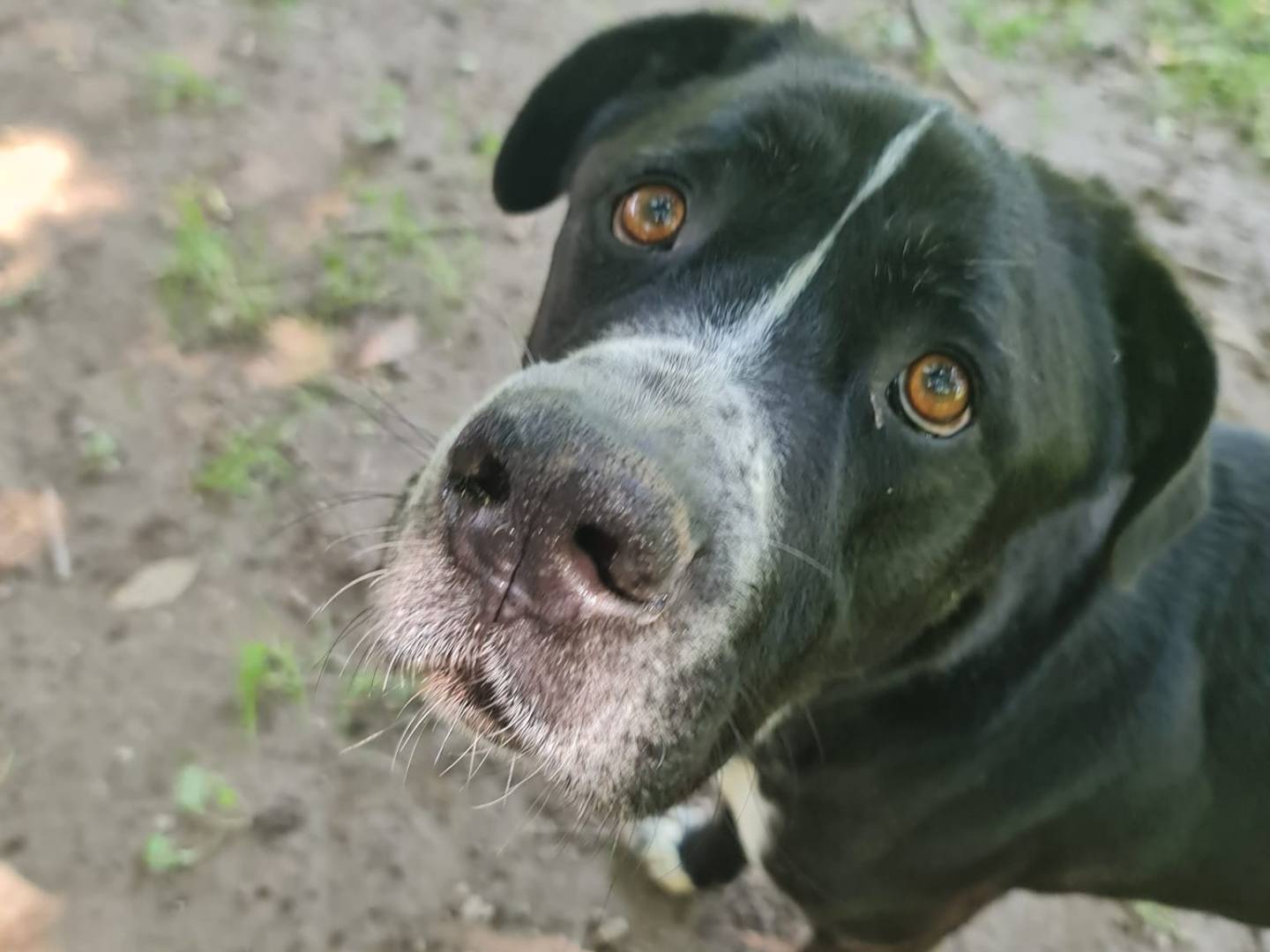 Adotta un cane, taglia gigante, maschio, Brescia