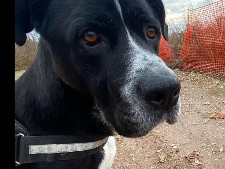 Vuoi adottare un cane a Brescia?