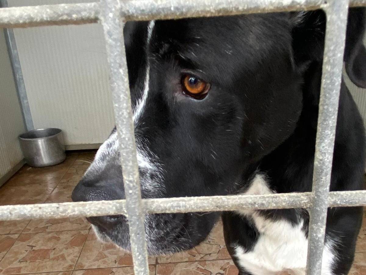 Adotta il cane ARON a Brescia