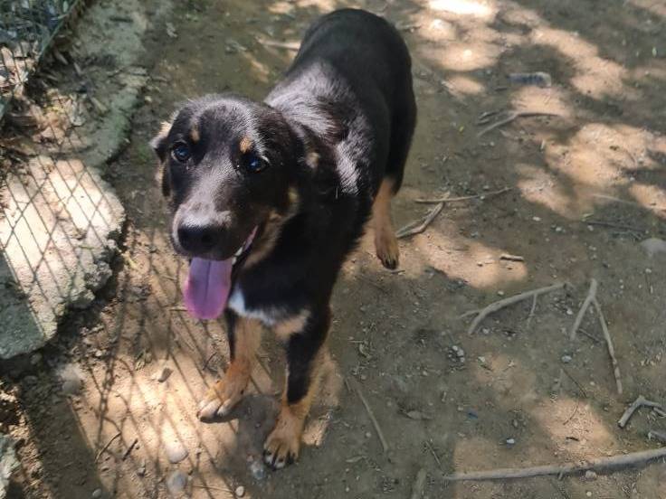 Adotta un cane, maschio, 1 anno e 2 mesi , Brescia