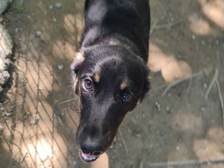 Adotta un cane, taglia media, maschio, Brescia