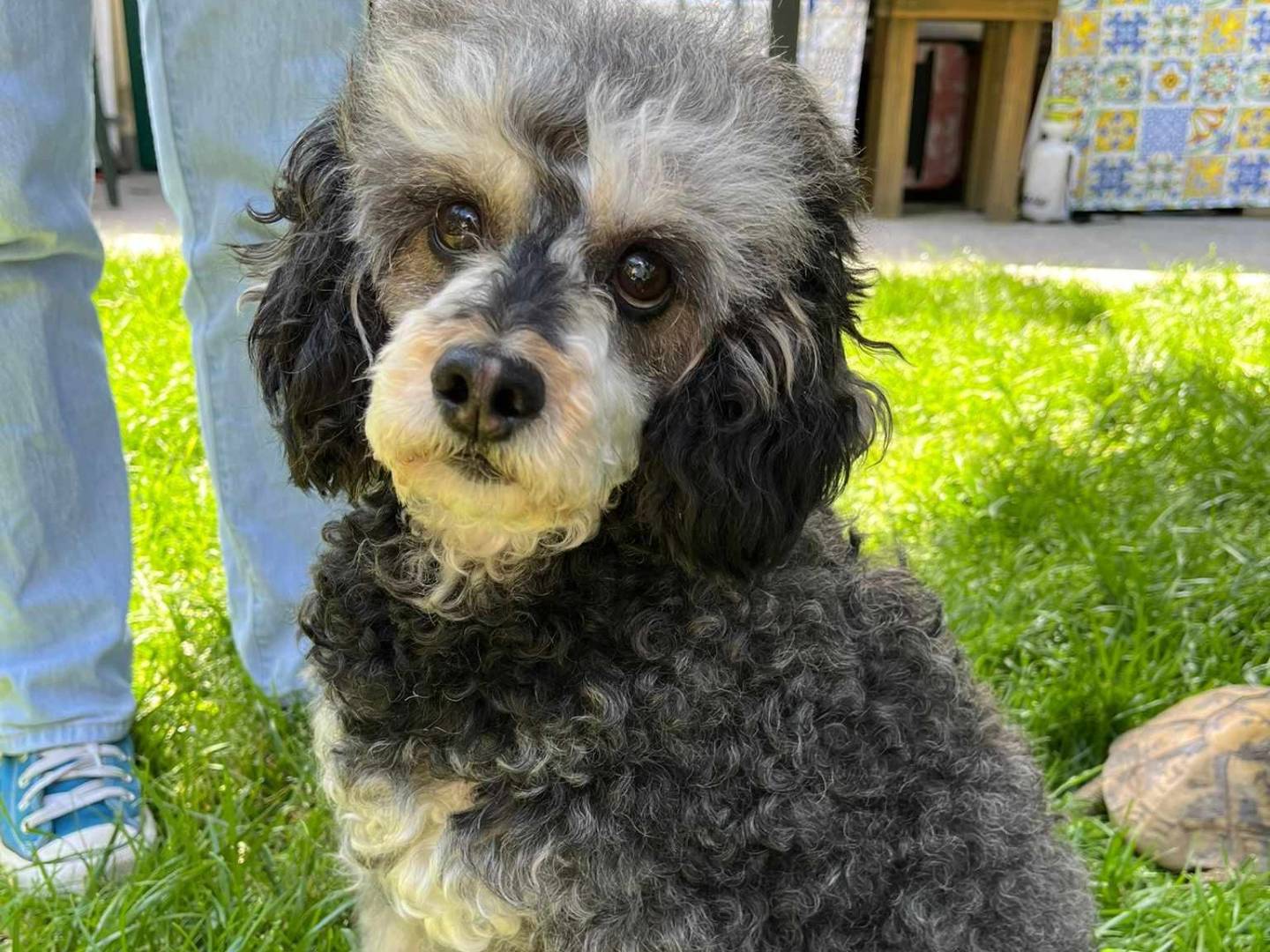 Adozione cane, femmina, Barbone Razza sconosciuta, 9 anni  e 11 mesi , taglia piccola, Firenze