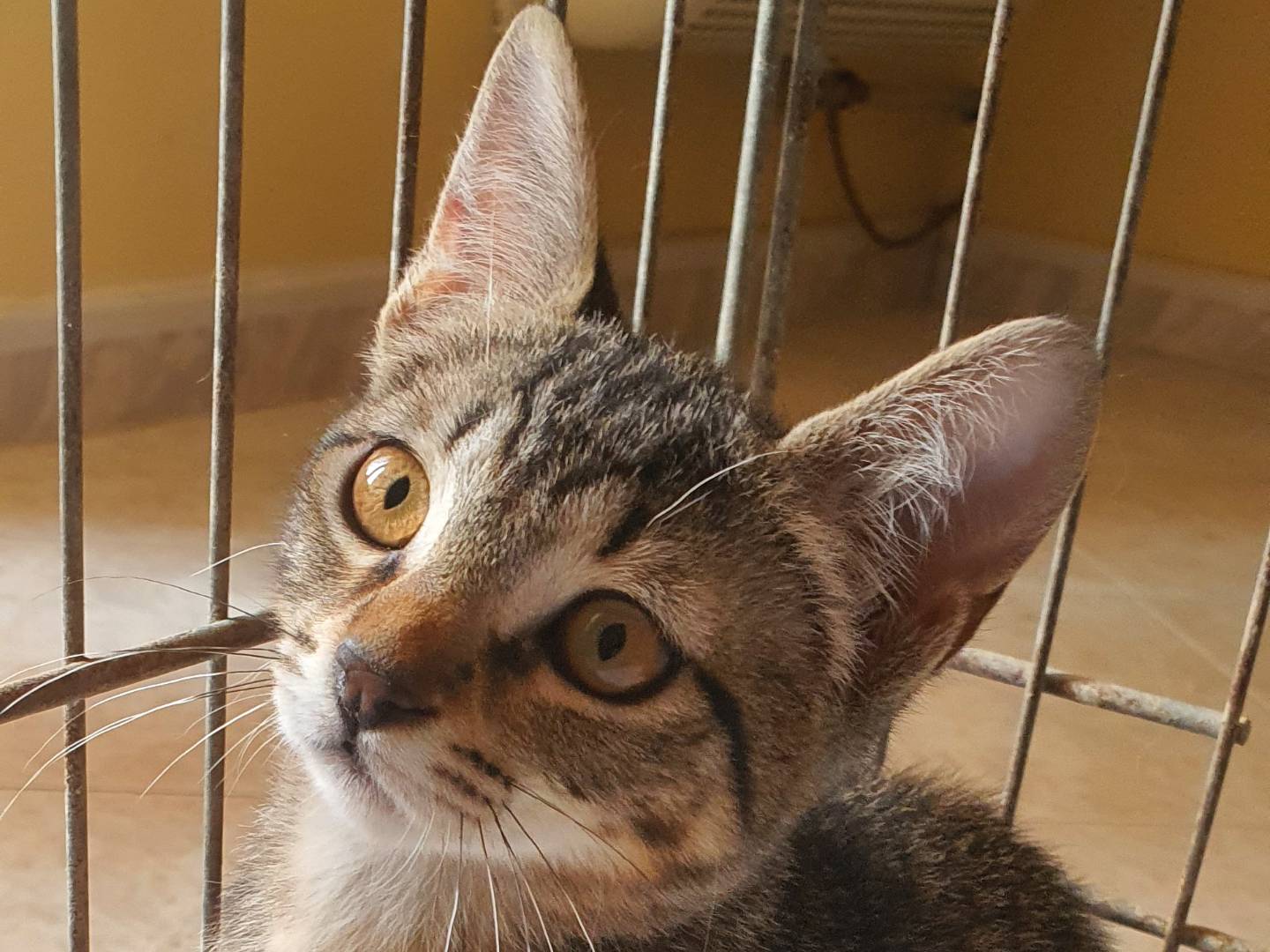 Adotta un gatto, maschio, 2 mesi, Caserta