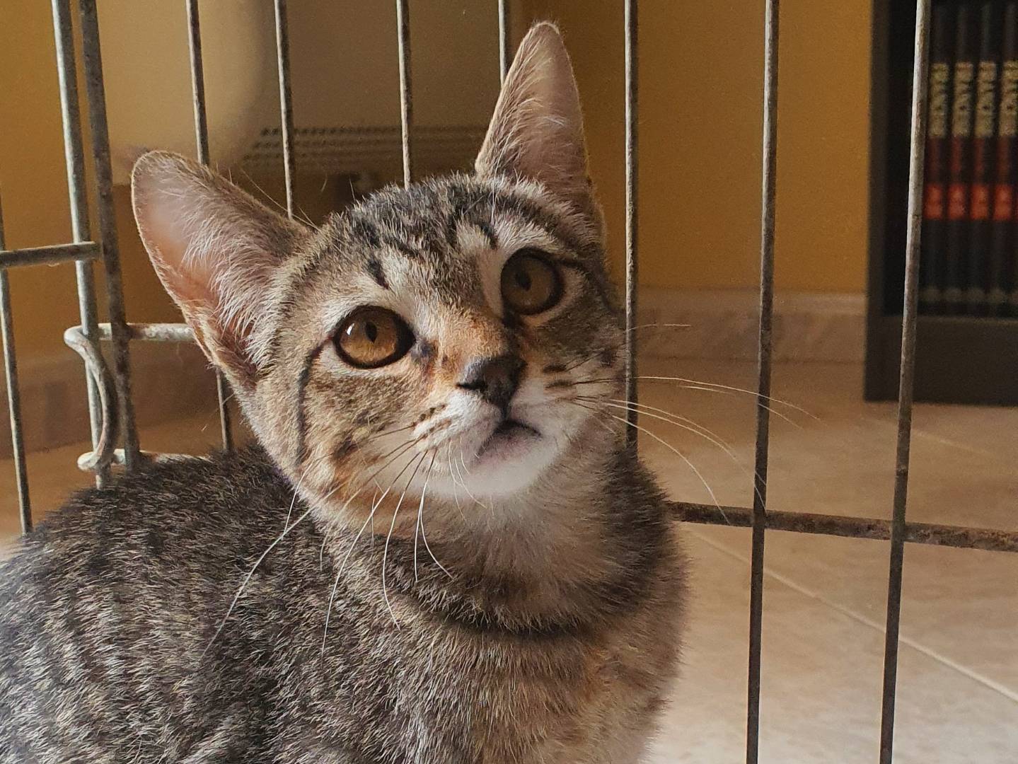 Adotta il gatto Lucio a Caserta