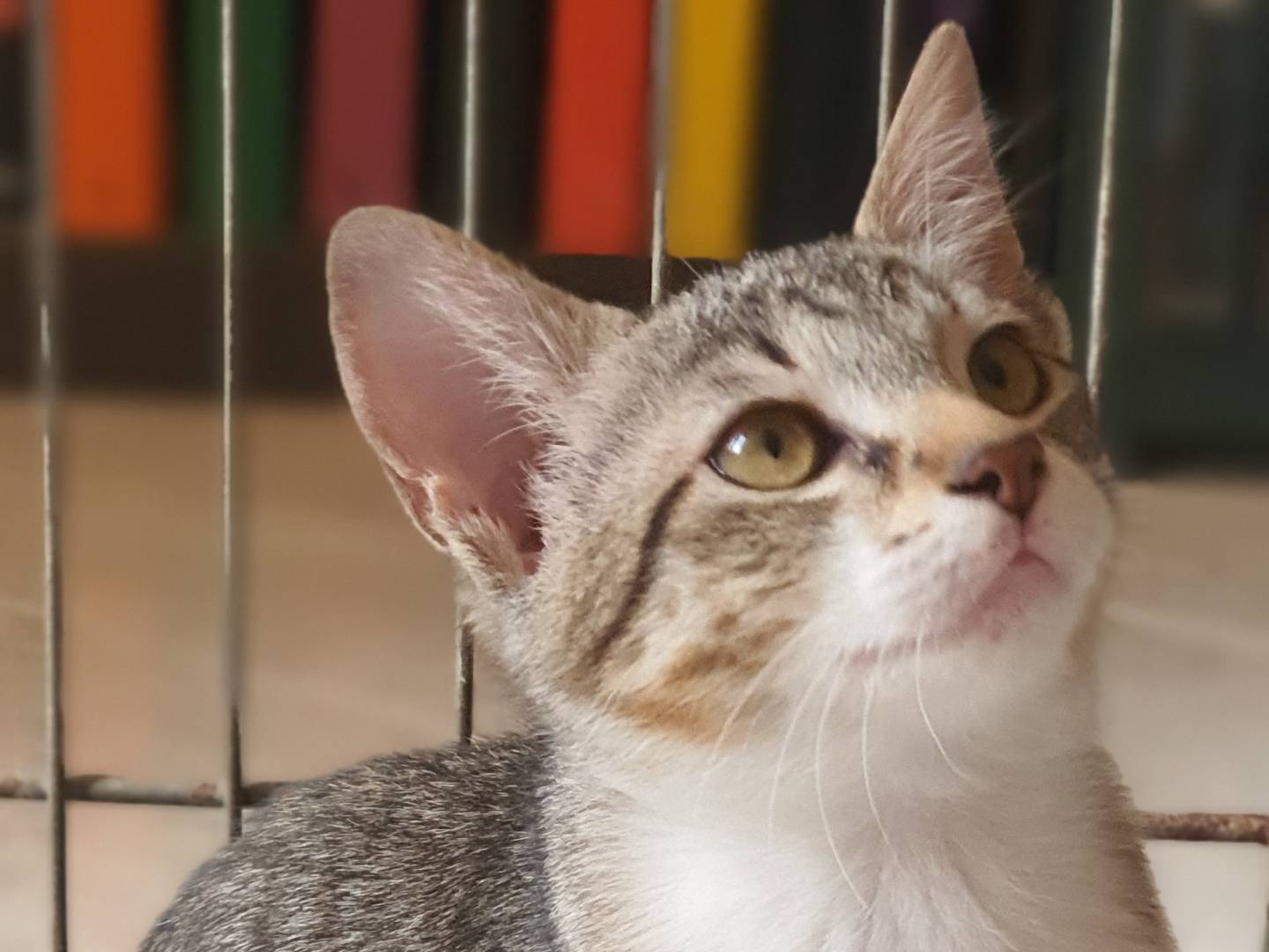 Adotta un gatto, femmina, 2 mesi, Caserta