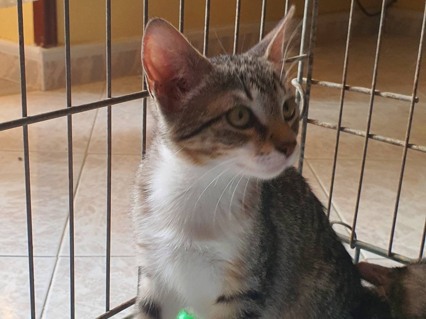 Adotta un gatto, taglia non valida, femmina, Caserta