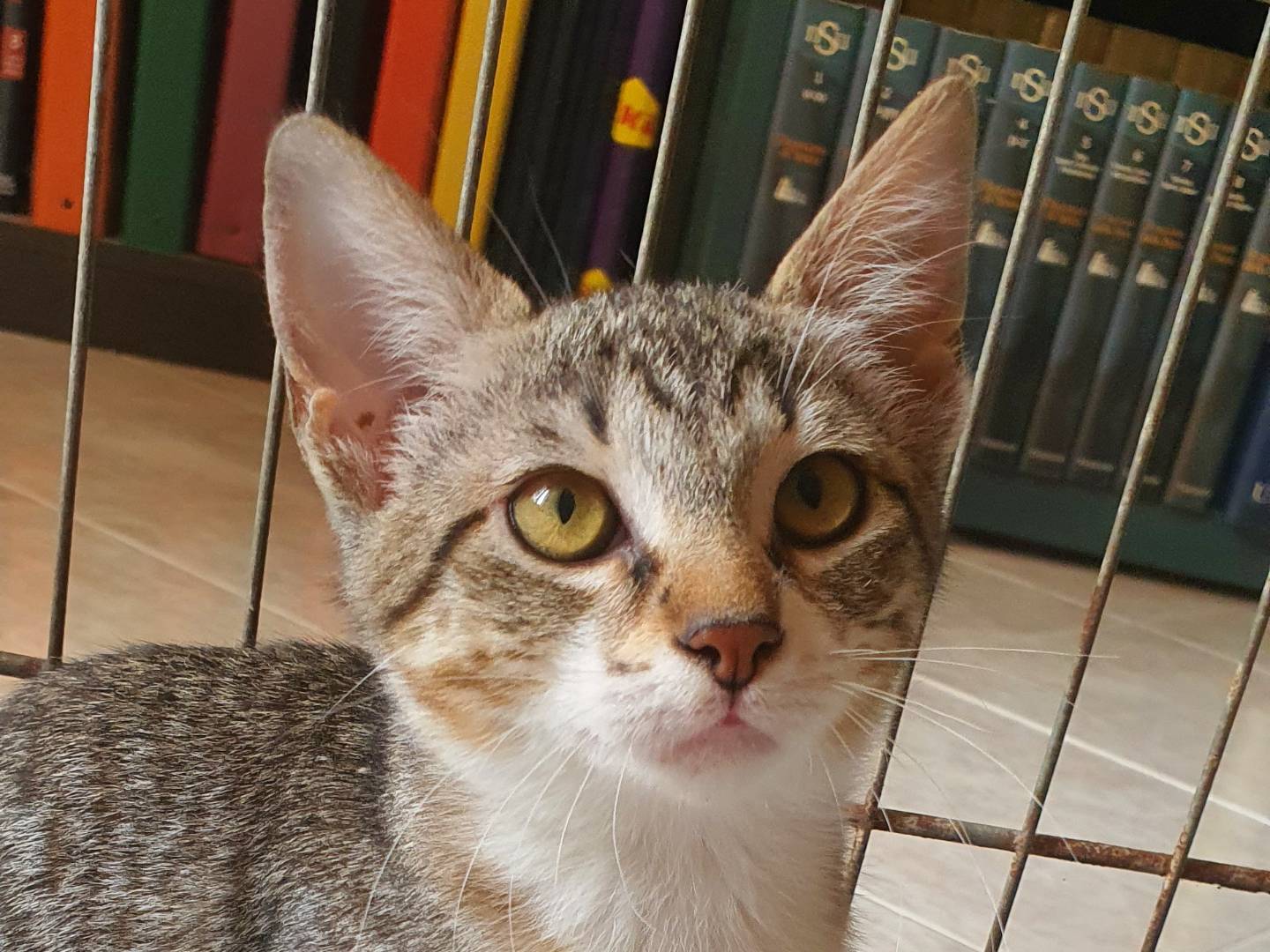 Vuoi adottare un gatto a Caserta?