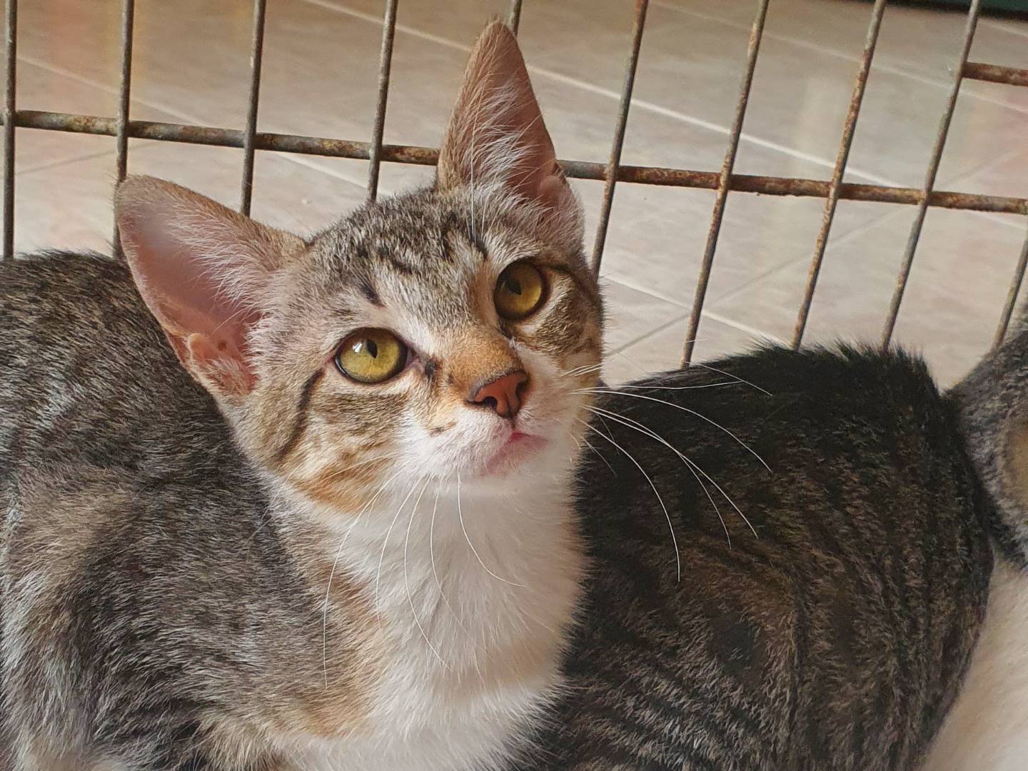 Adotta il gatto Minou a Caserta