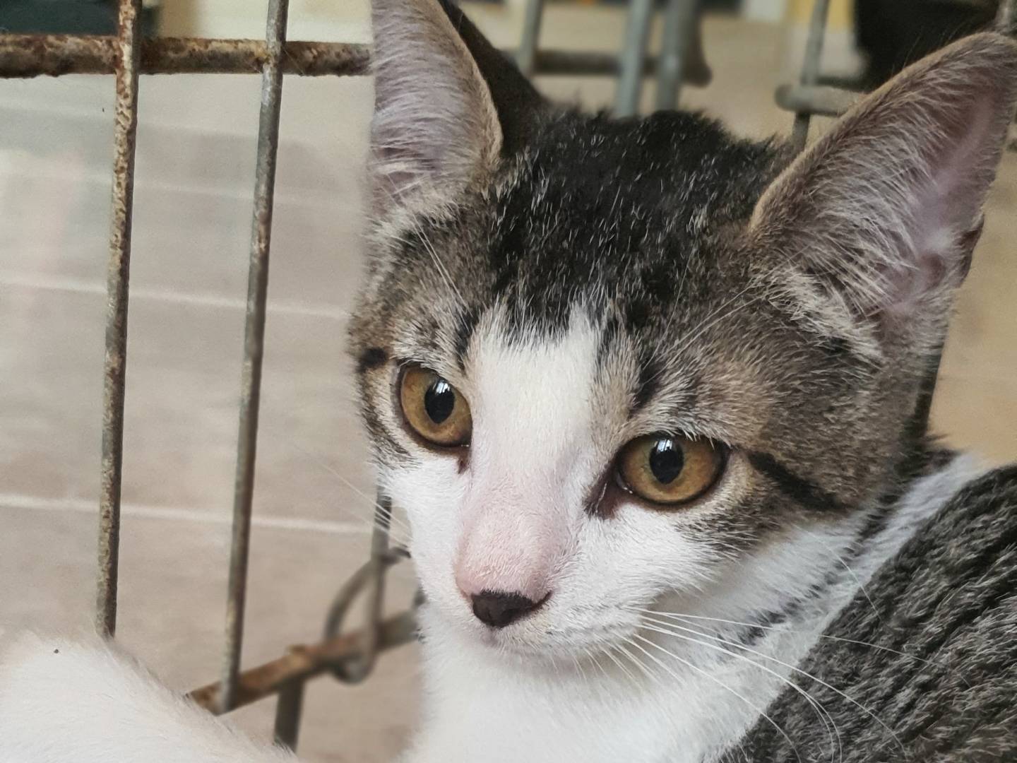 Adotta un gatto, femmina, 2 mesi, Caserta