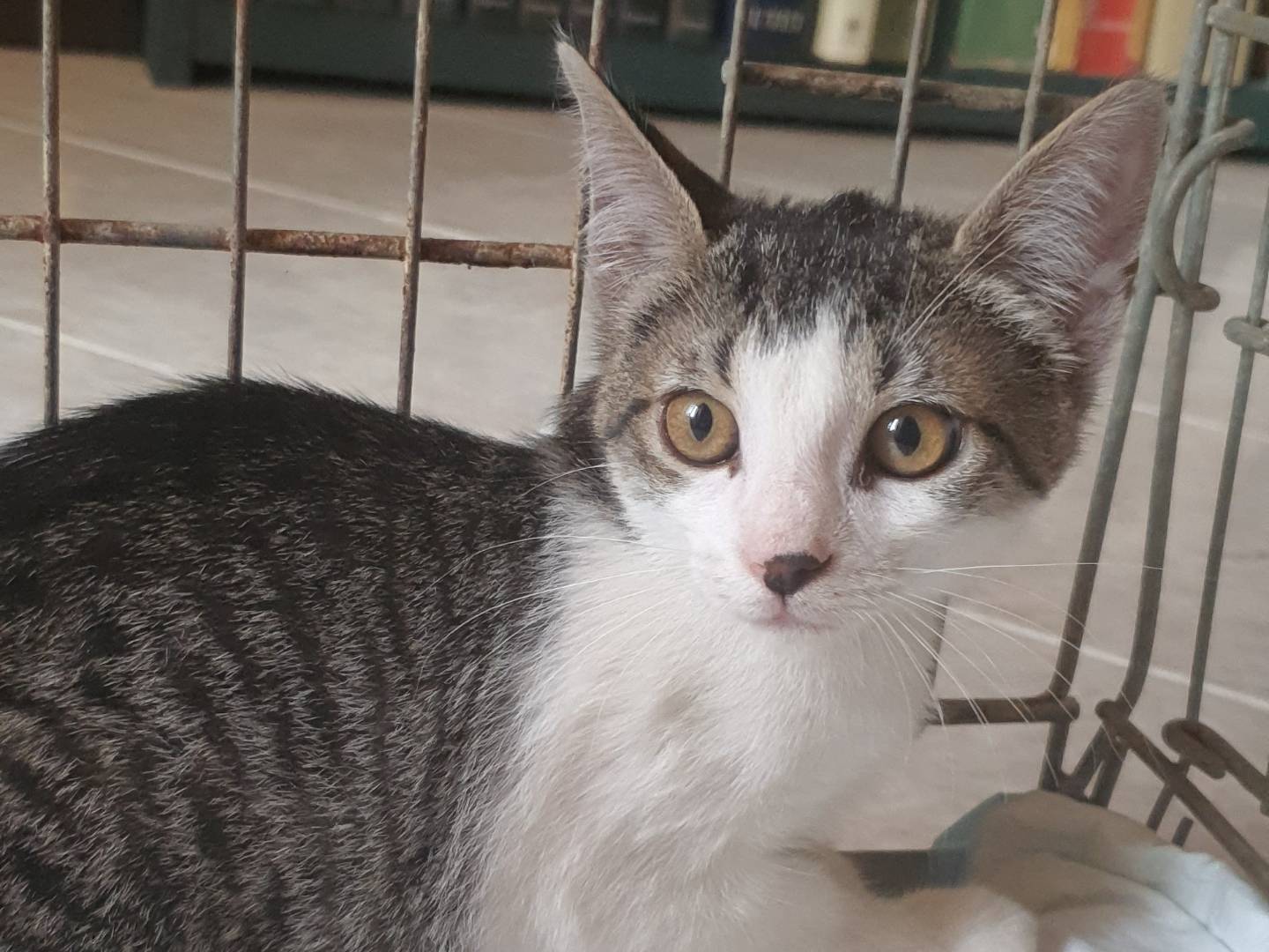 Adotta un gatto, taglia non valida, femmina, Caserta