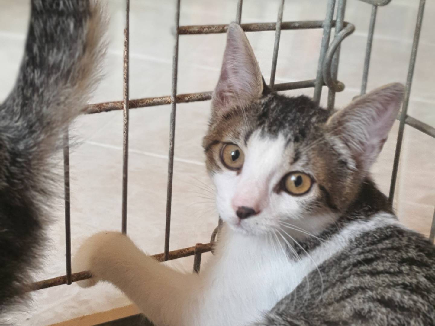 Vuoi adottare un gatto a Caserta?