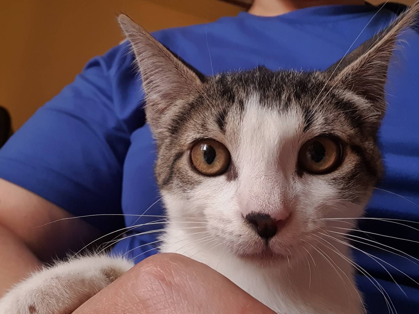 Adotta il gatto Duchessa a Caserta