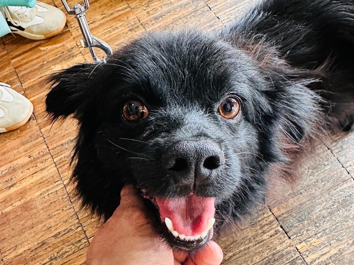 Vuoi adottare un cane a Milano?