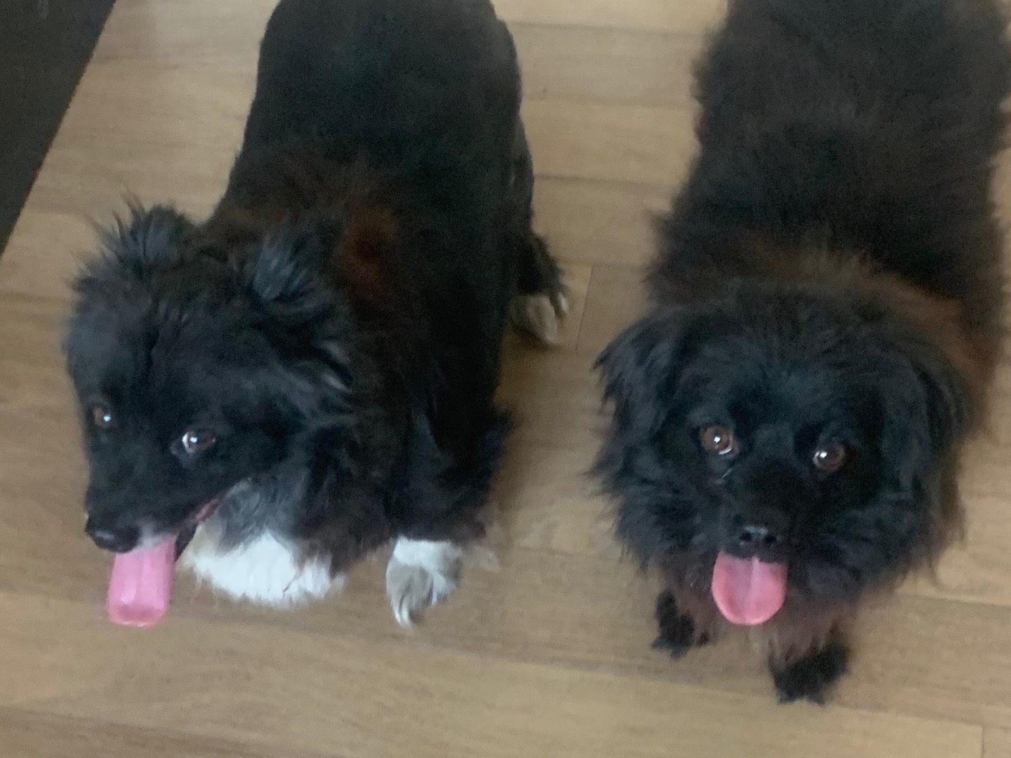 Adotta un cane, femmina, 1 anno e 11 mesi , Milano