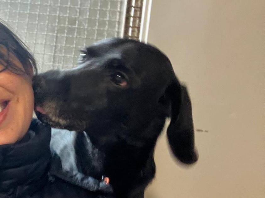 Adotta un cane, maschio, 8 anni  e 2 mesi , Milano