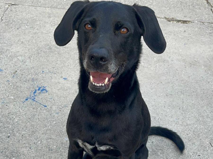 Adotta il cane Argos a Milano
