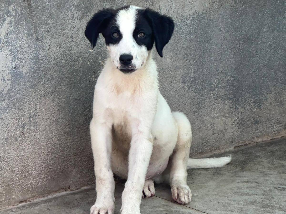 Adotta un cane, maschio, 4 mesi, Caserta