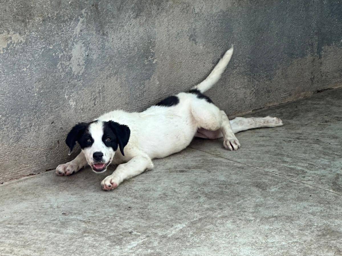 Adotta un cane, taglia media, maschio, Caserta