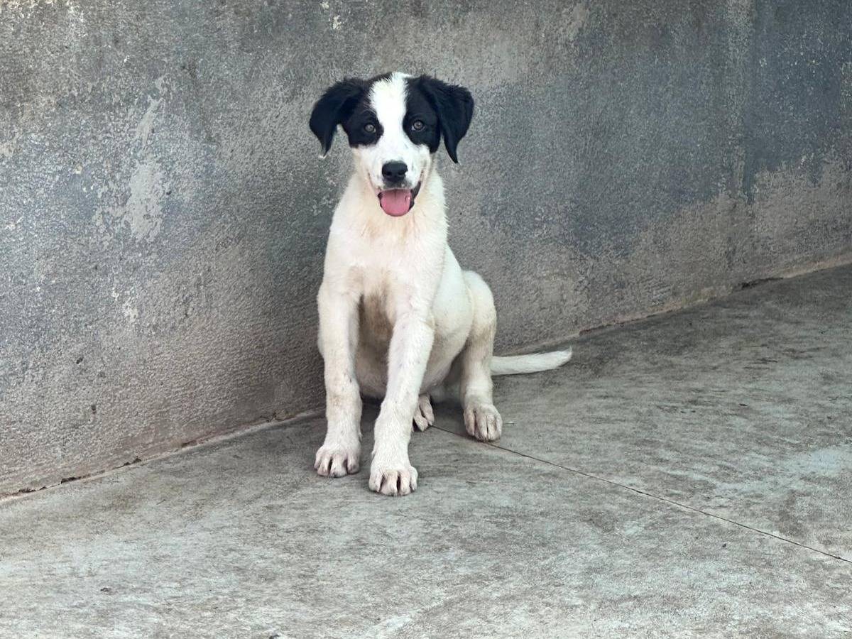 Vuoi adottare un cane a Caserta?