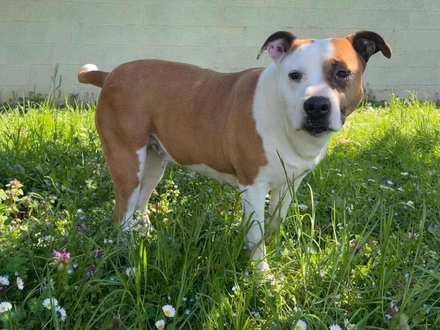 Adotta un cane, femmina, 7 anni  e 2 mesi , Milano