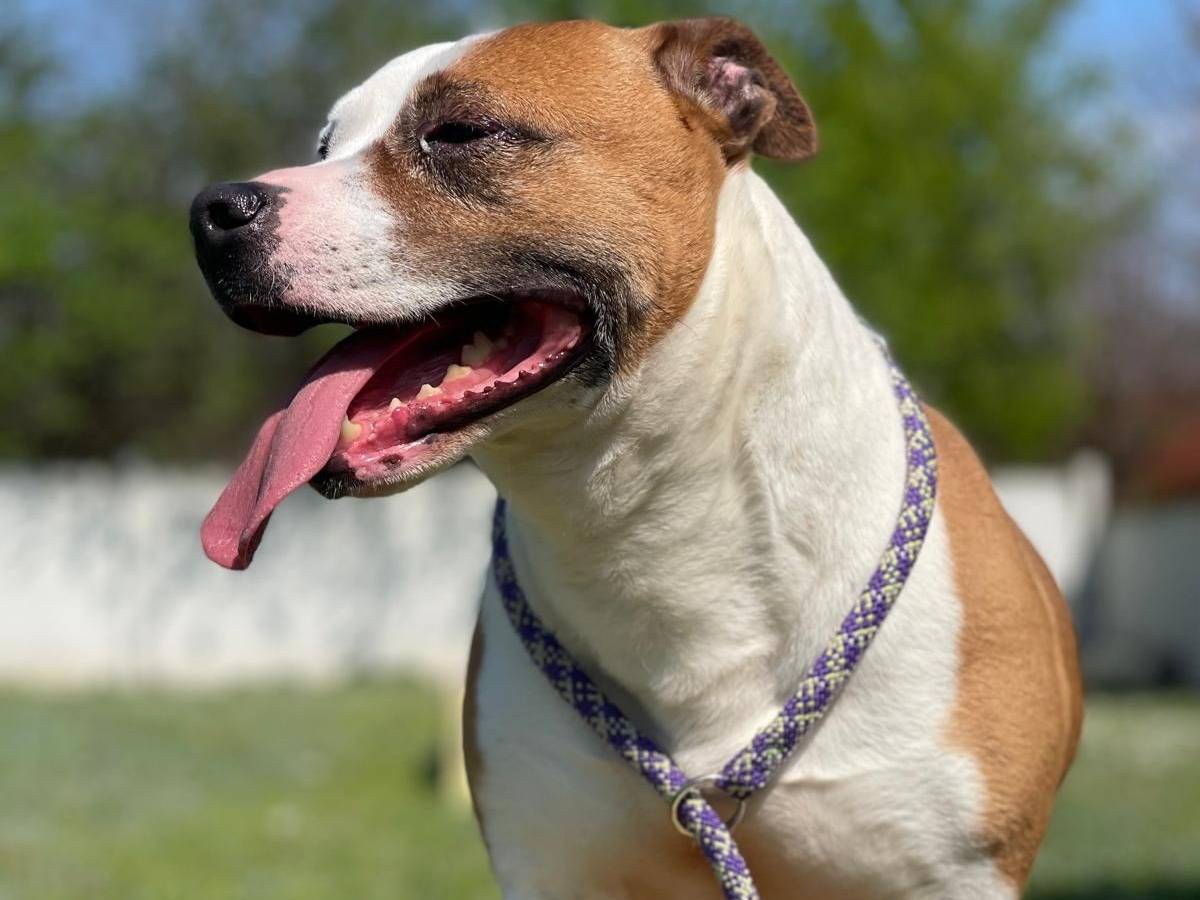 Vuoi adottare un cane a Milano?