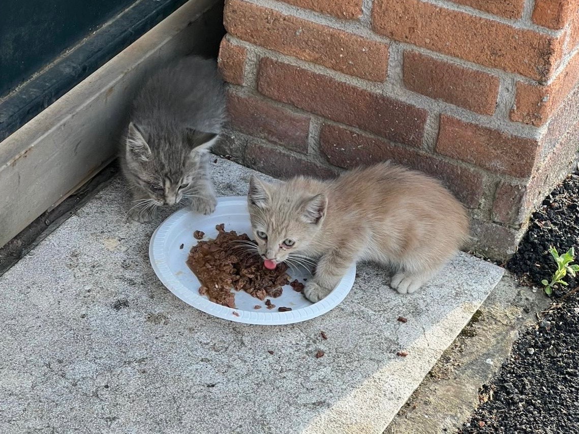 Foto dell'animale