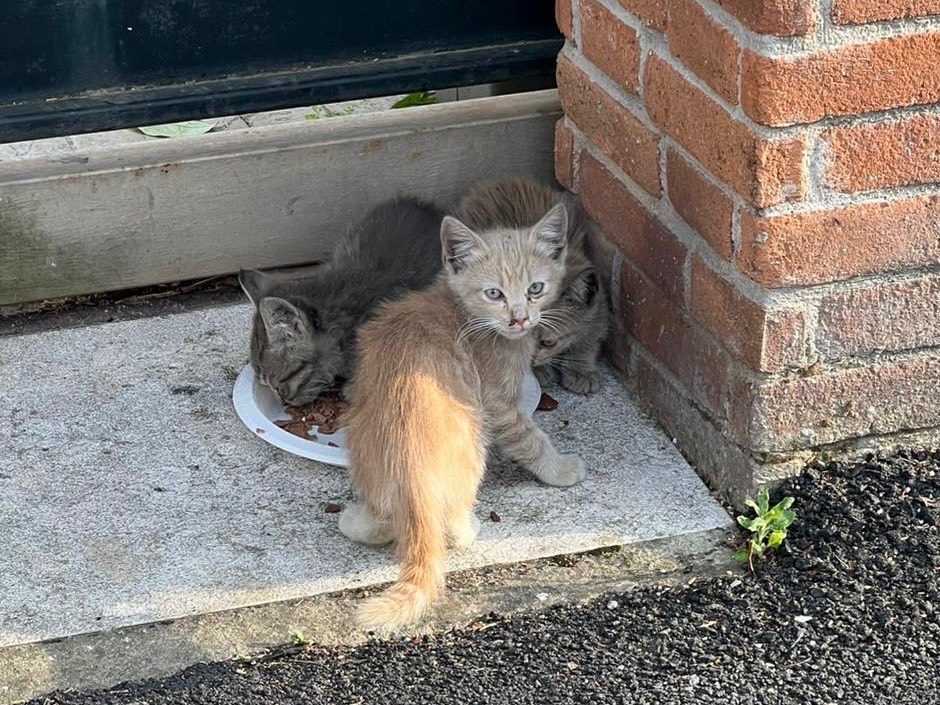 Adotta un gatto, maschio, 2 mesi, Salerno