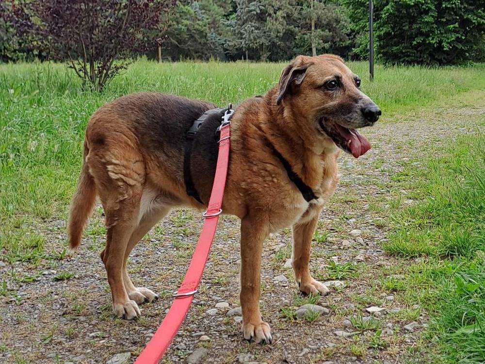 Adotta un cane, taglia grande, femmina, Milano