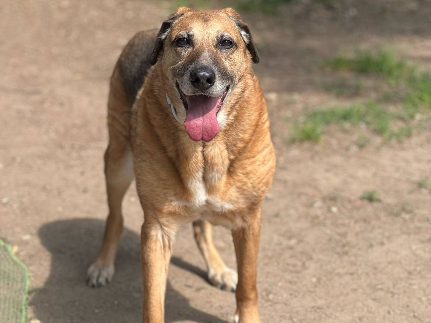 Adotta il cane Bella a Milano