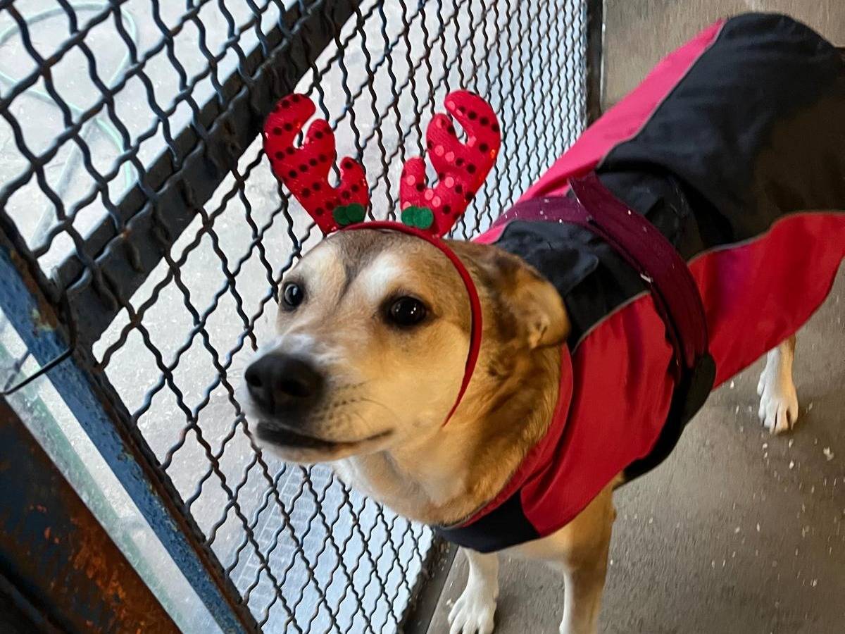 Adotta un cane, femmina, 9 anni  e 4 mesi , Milano