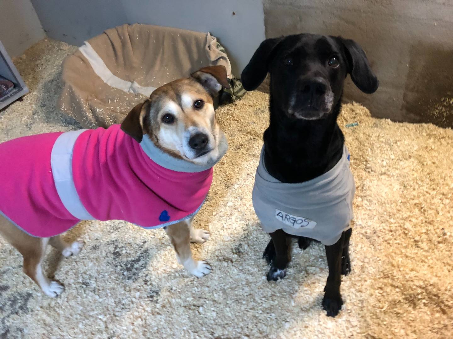 Adotta il cane Esperanza a Milano