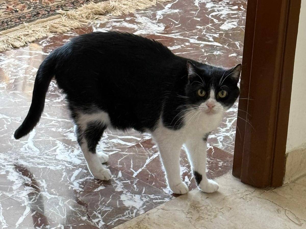 Adotta un gatto, maschio, 10 anni  e 2 mesi , Messina