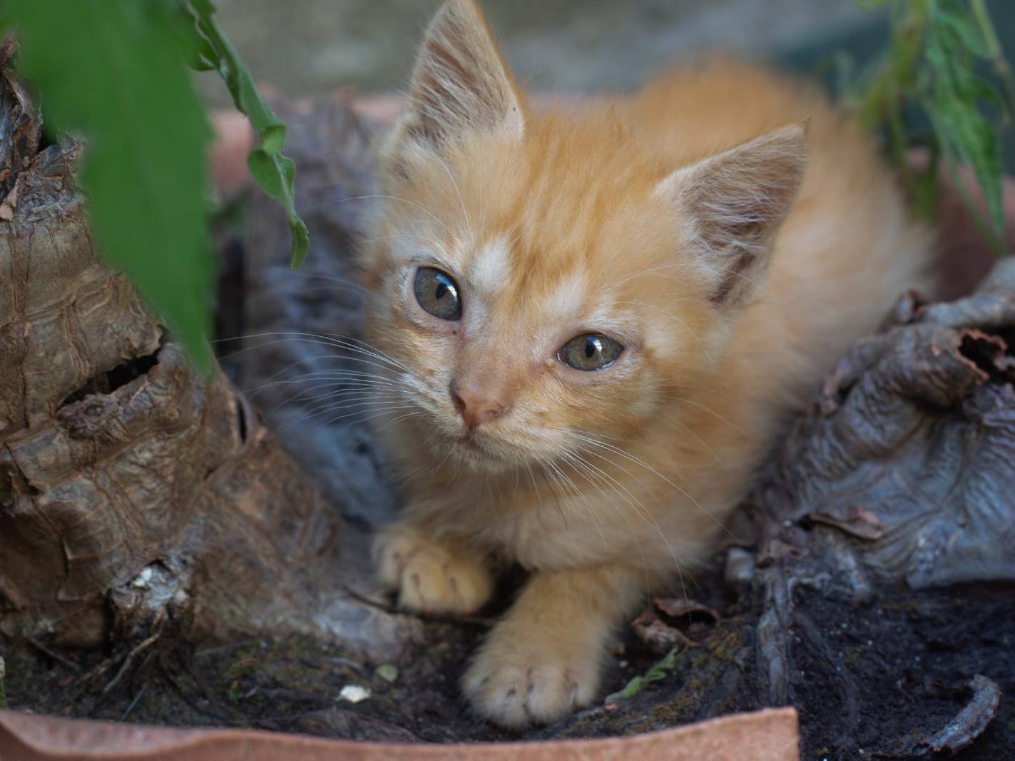 Foto dell'animale