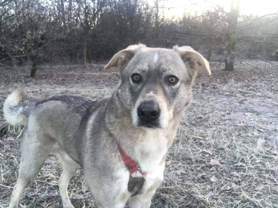 Adotta un cane, maschio, 8 anni  e 2 mesi , Milano