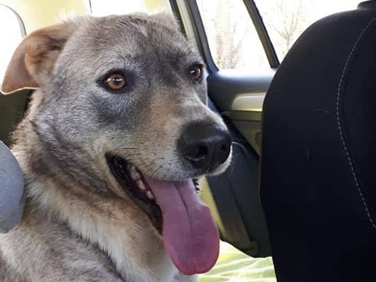 Adotta un cane, taglia grande, maschio, Milano